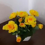 Stella בית הארחה אסקולי פיצ'נו